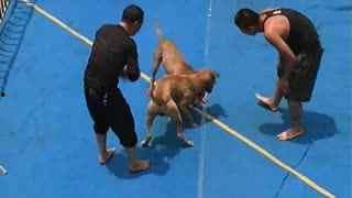 亚洲虎打架视频,生死之战一触即发