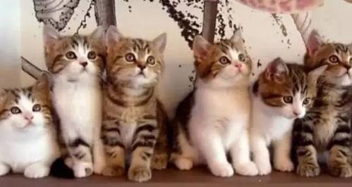 日韩三种猫叫声视频大全,三种猫咪独特叫声揭秘